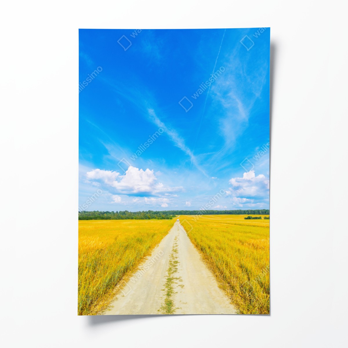 Poster goldene wiese unter weitem blauem himmel – Wallnifity®