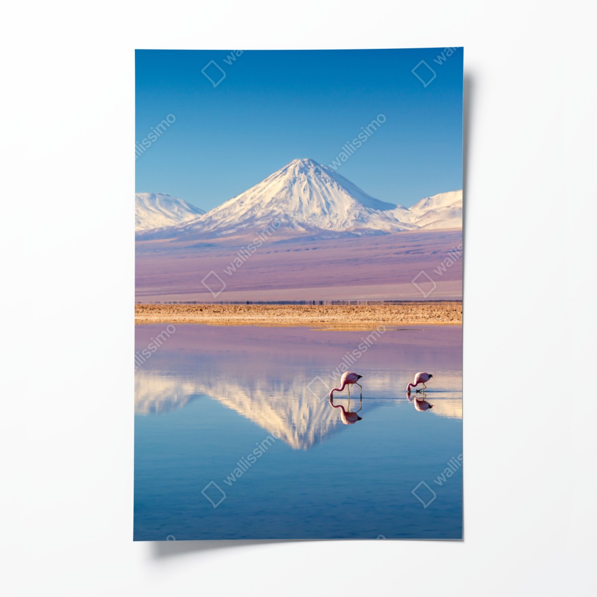 Poster Laguna Chaxa mit flamingos und Licancabur – Wallnifity®