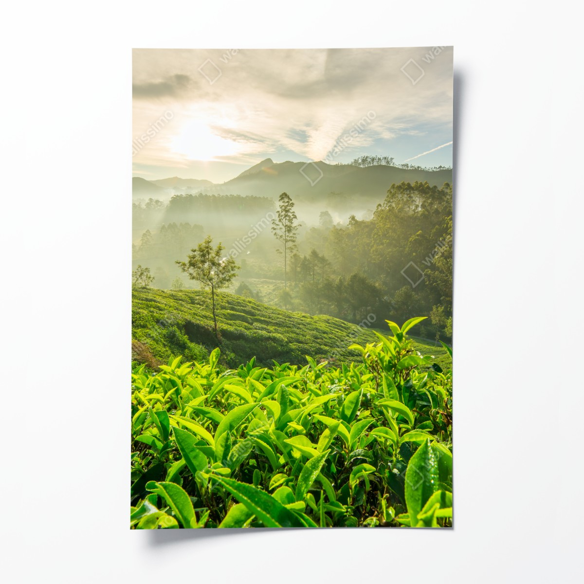 Poster sonnenaufgang über den teeplantagen von Munnar – Wallnifity®