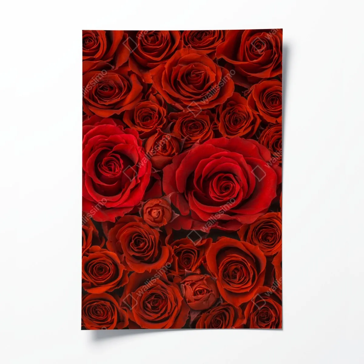 Poster prunkvolle collage roter rosen – Wallnifity®