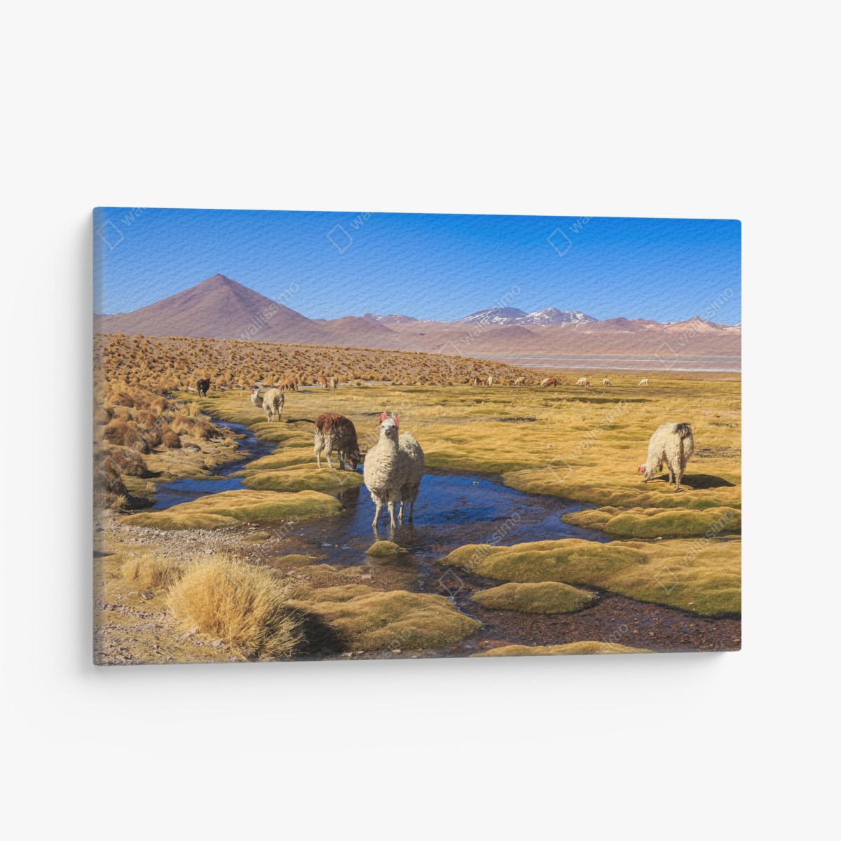Leinwandbild lama auf dem altiplano der Anden – Wallnifity®