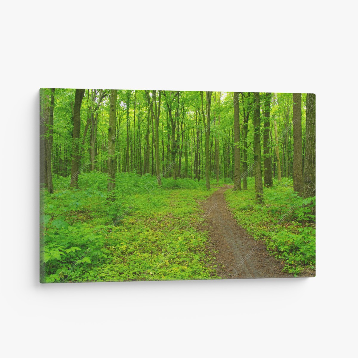 Leinwandbild beruhigender grüner waldweg – Wallnifity®
