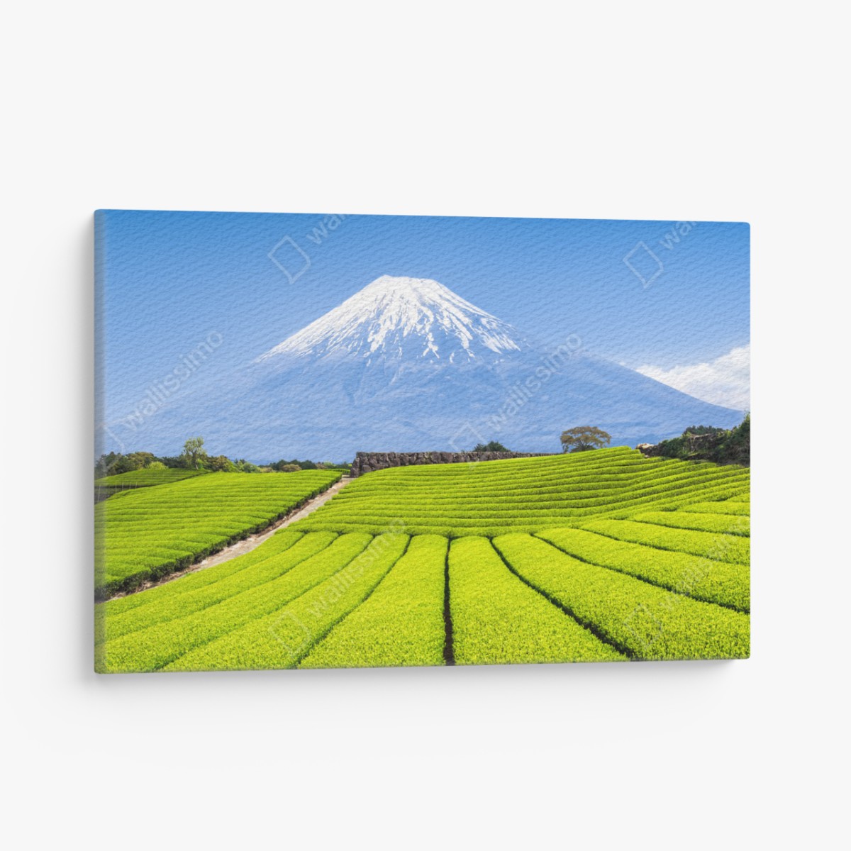 Leinwandbild üppige teefelder am fuß von Mount Fuji – Wallnifity®