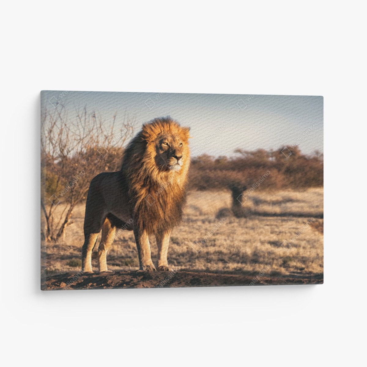 Leinwandbild majestätischer löwe auf der savanne – Wallnifity®