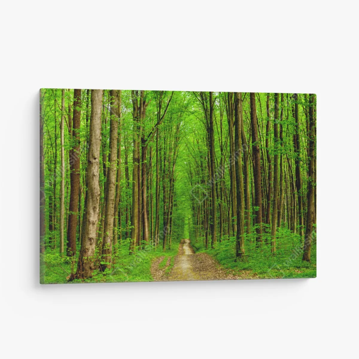 Leinwandbild grüner waldweg im frühling – Wallnifity®