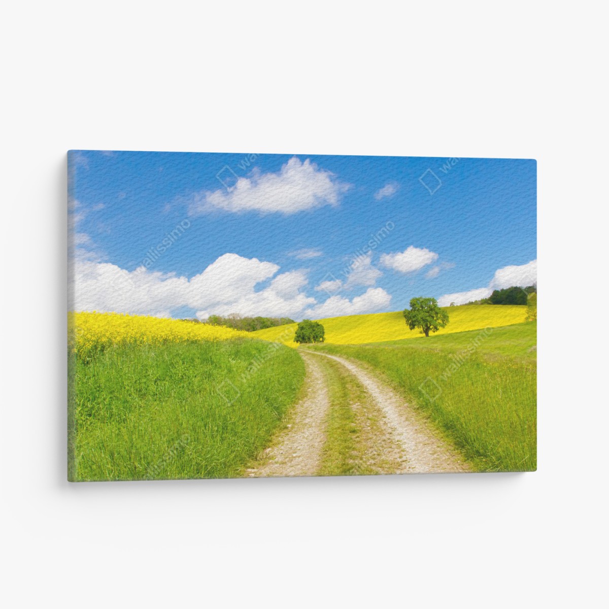 Leinwandbild sonniger landeweg durch gelbe felder – Wallnifity®