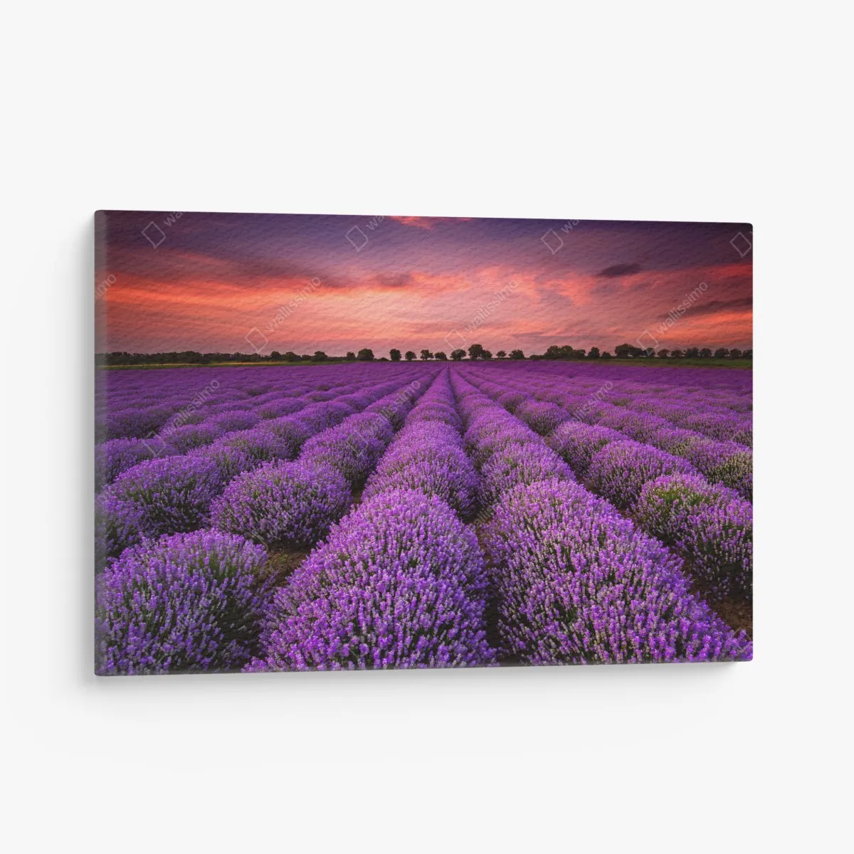 Leinwandbild lavendelfeld bei sonnenuntergang – Wallnifity®