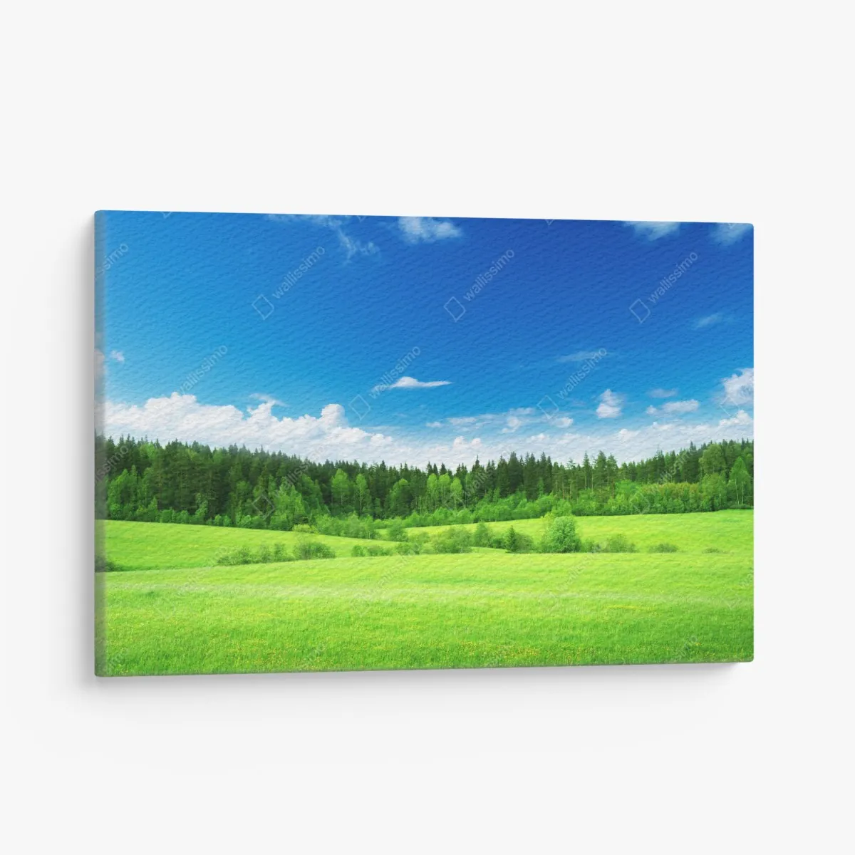 Leinwandbild frühlingswiese unter blauem himmel – Wallnifity®