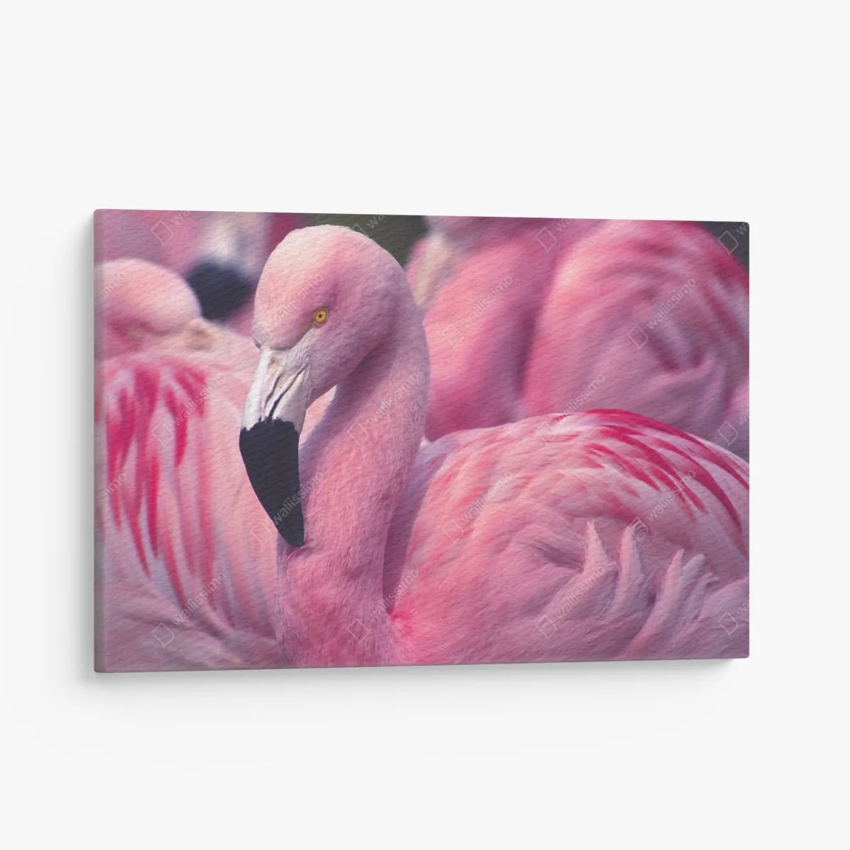 Leinwandbild rosa flamingo-porträt – Wallnifity®