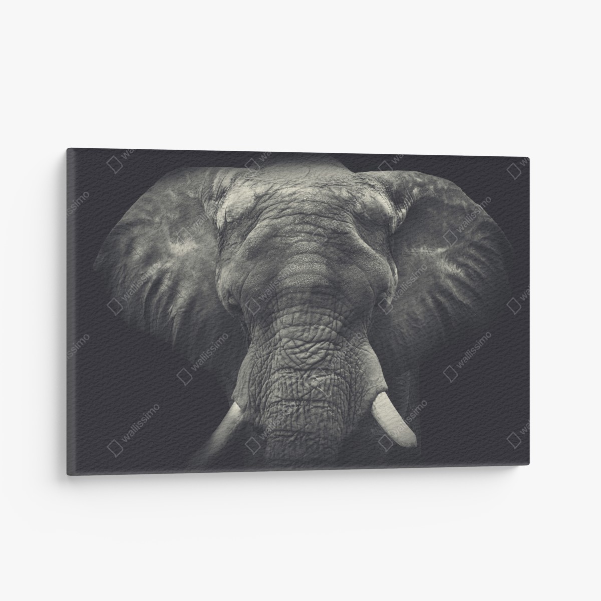 Leinwandbild majestätisches elefantenportrait in monochrom – Wallnifity®