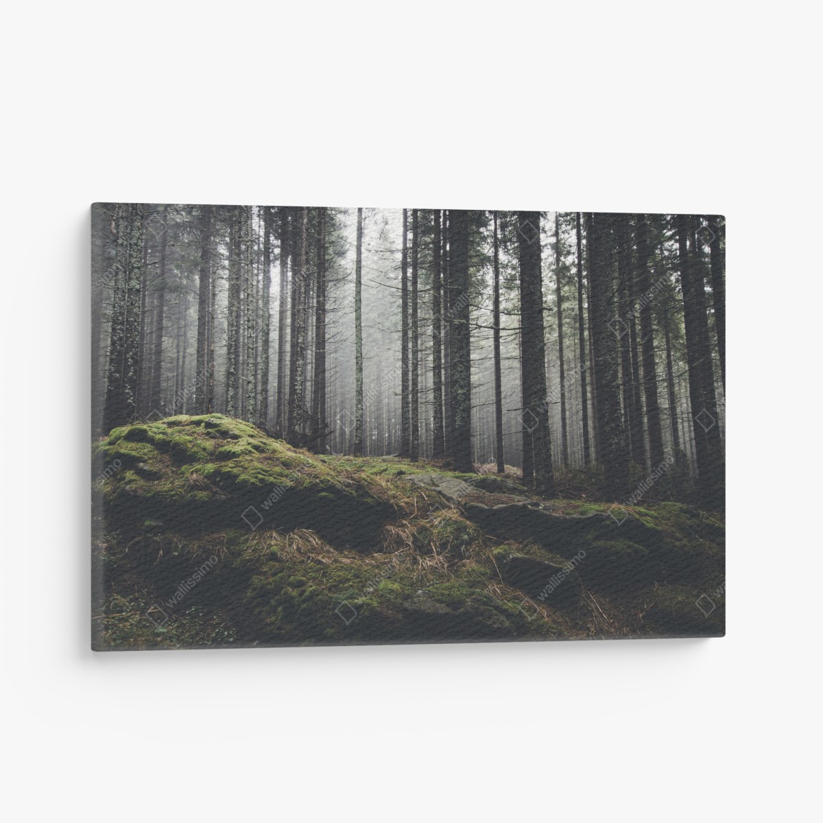 Leinwandbild nebliger moosbedeckter wald – Wallnifity®