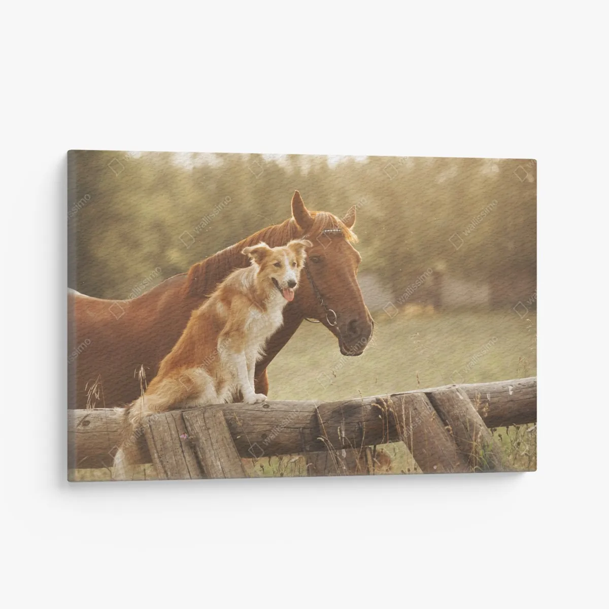 Leinwandbild sonnige gefährten: hund und pferd – Wallnifity®