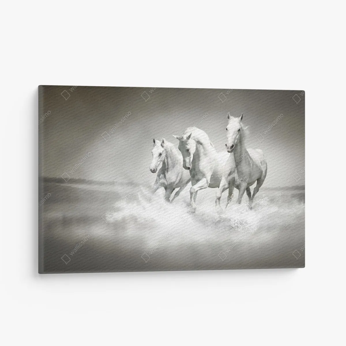 Leinwandbild drei weiße pferde im galopp durch wasser – Wallnifity®