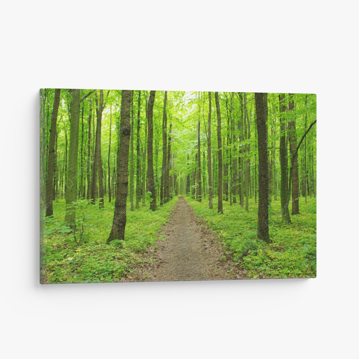 Leinwandbild ruhiger grüner waldweg – Wallnifity®