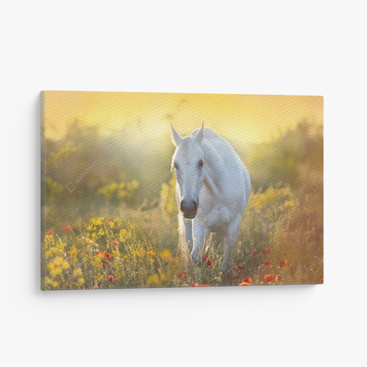 Leinwandbild weißes pferd im mohnfeld bei sonnenaufgang – Wallnifity®