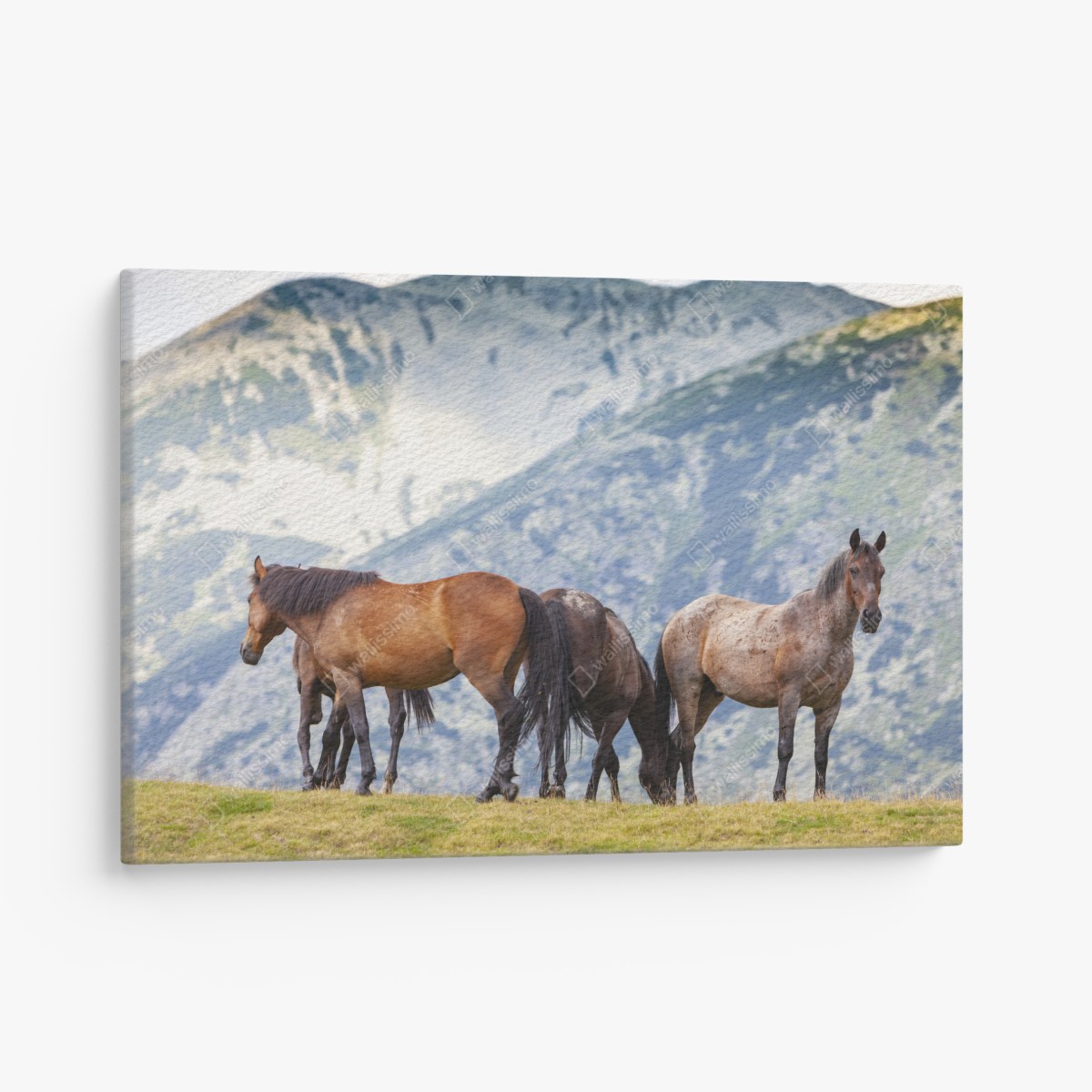 Leinwandbild pferde auf der bergwiese – Wallnifity®