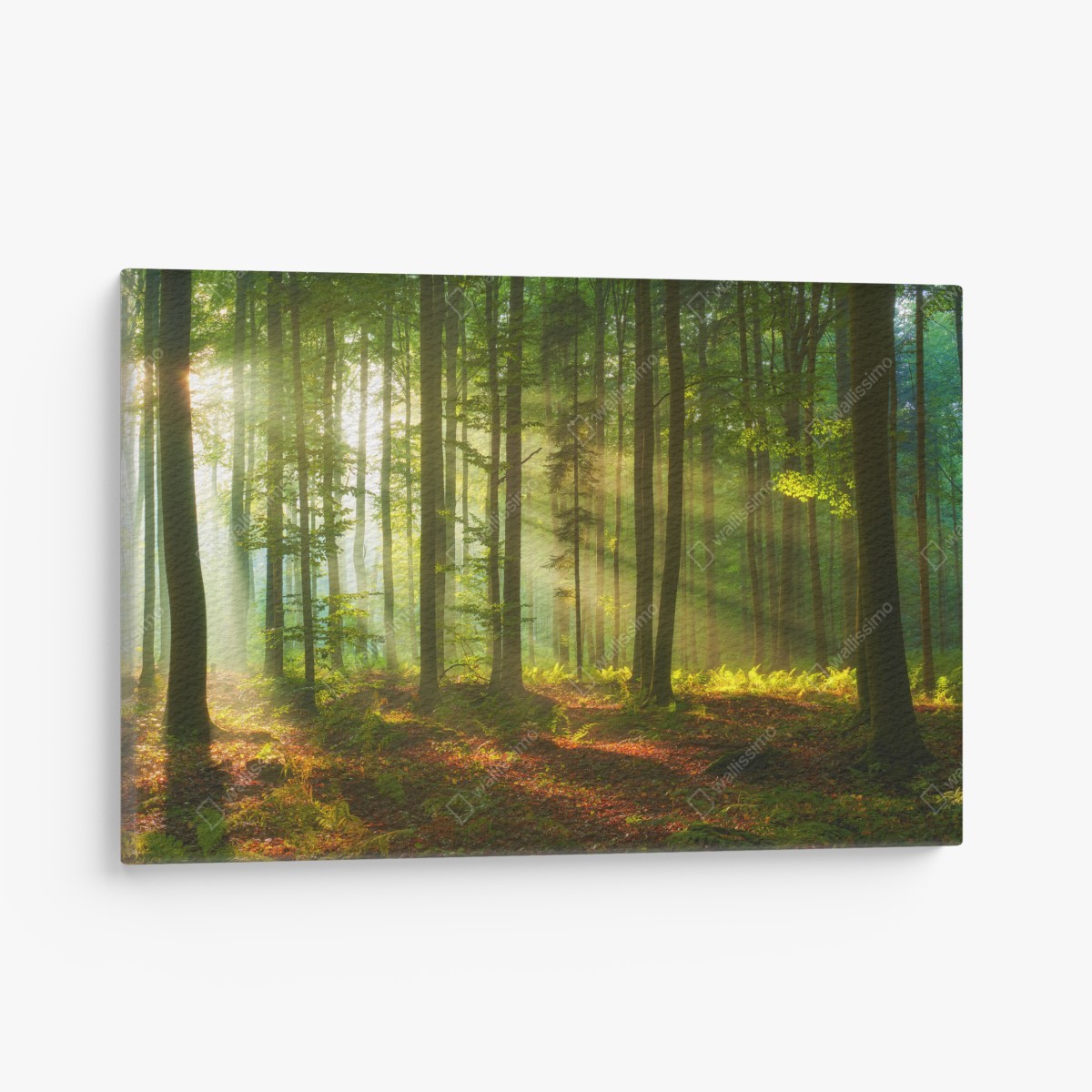 Leinwandbild morgendliches licht im grünen wald – Wallnifity®