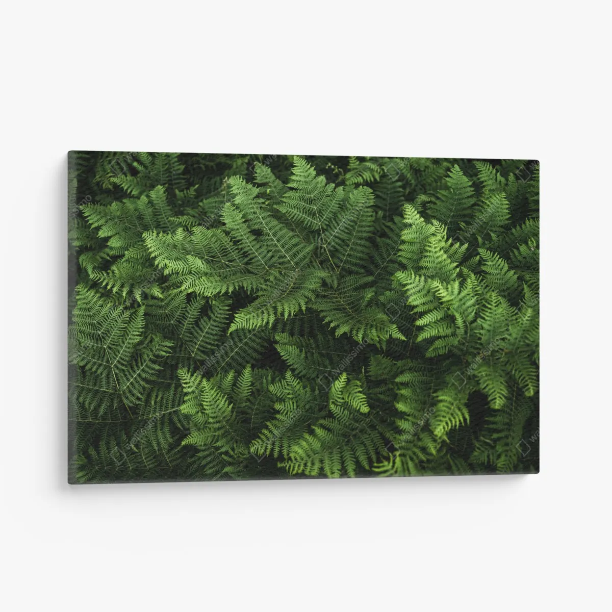 Leinwandbild üppiges grünes farnlaub – Wallnifity®
