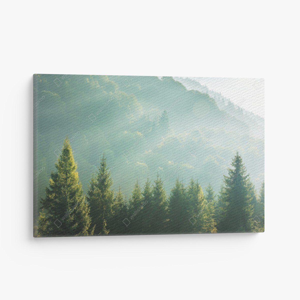 Leinwandbild neblige fichtenspitzen im morgenlicht – Wallnifity®