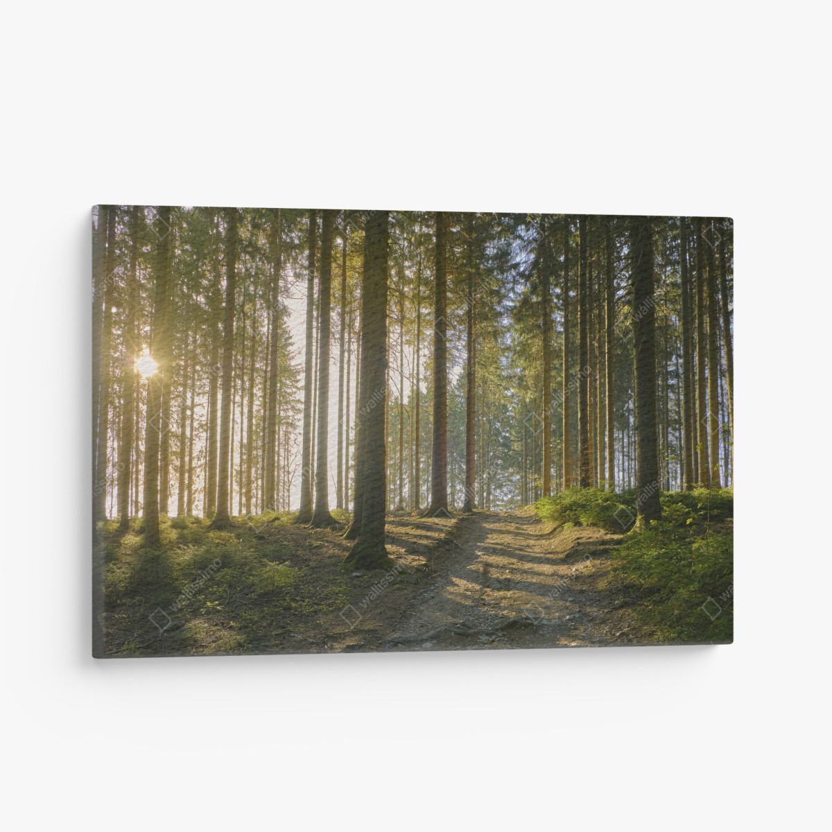Leinwandbild sonniger waldweg im morgenlicht – Wallnifity®