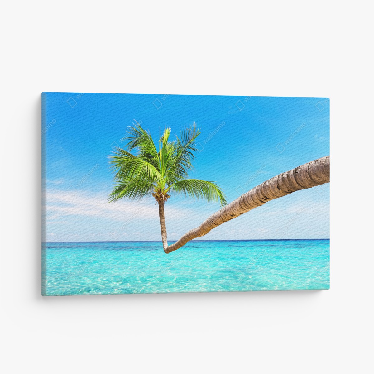Leinwandbild tropische palme in Punta Cana – Wallnifity®
