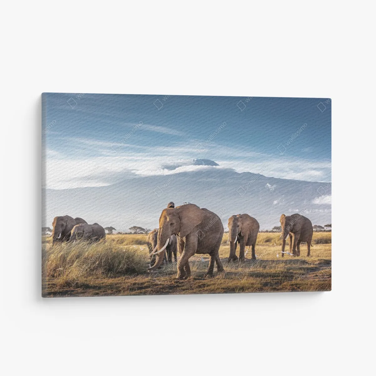 Leinwandbild elefantenherde vor Kilimandscharo – Wallnifity®
