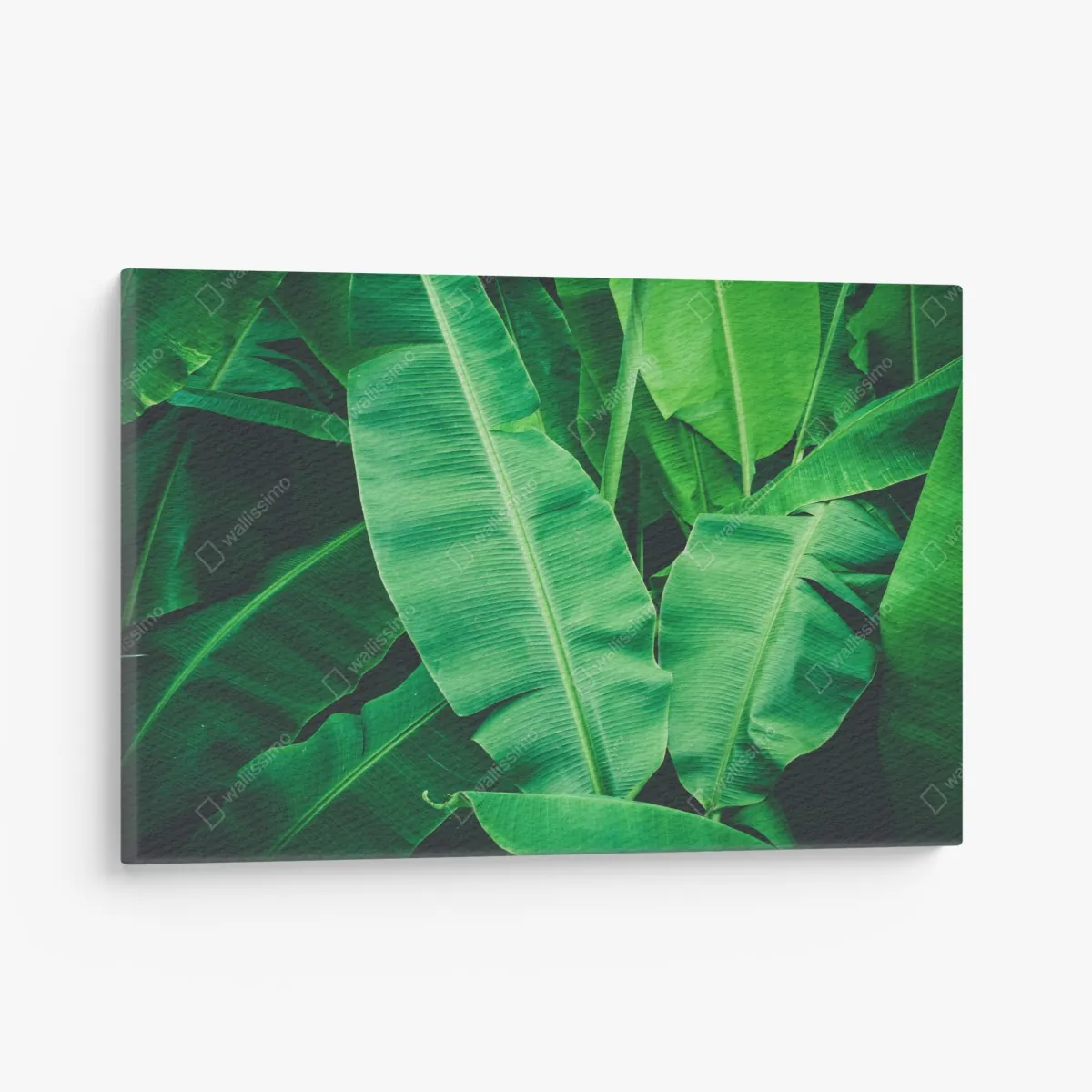 Leinwandbild tropische bananenblätter – Wallnifity®