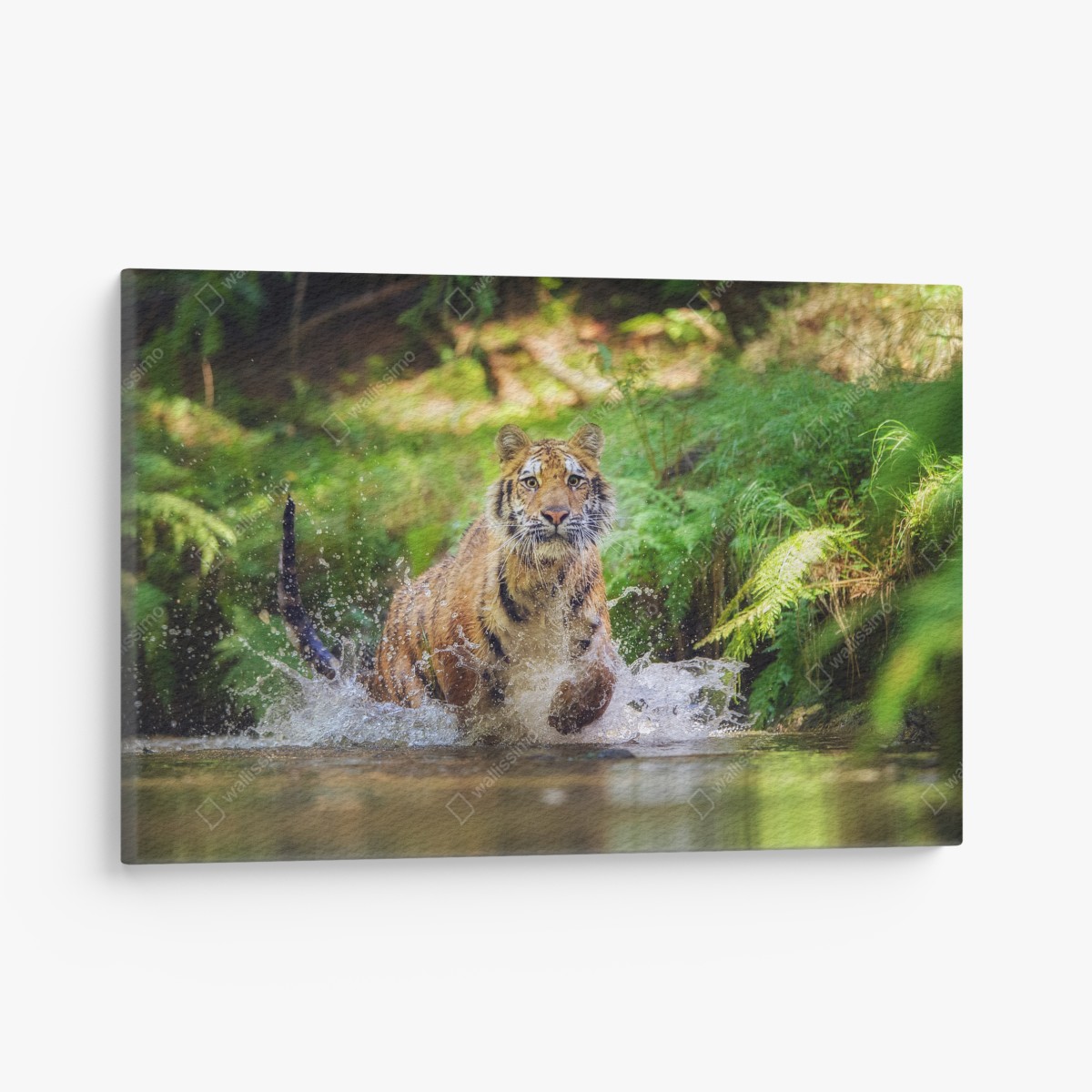 Leinwandbild majestätischer tiger im waldbach – Wallnifity®