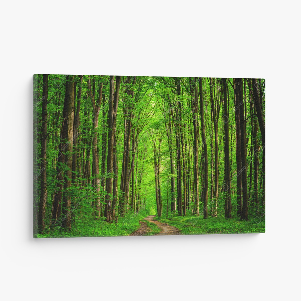 Leinwandbild üppiger grüner waldweg – Wallnifity®
