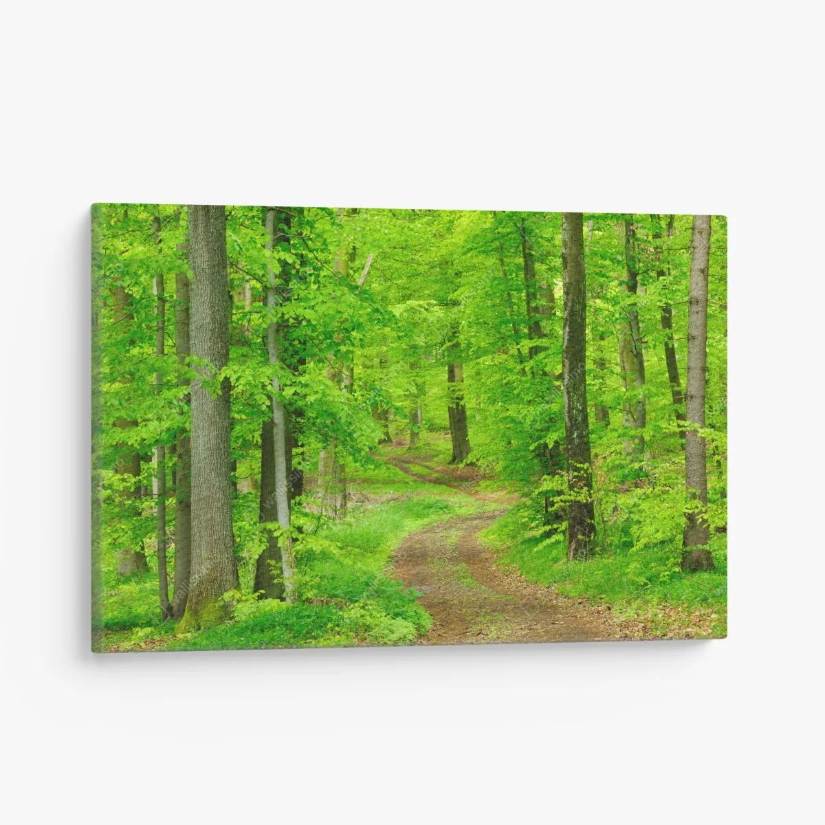Leinwandbild ruhiger waldweg im frühling – Wallnifity®