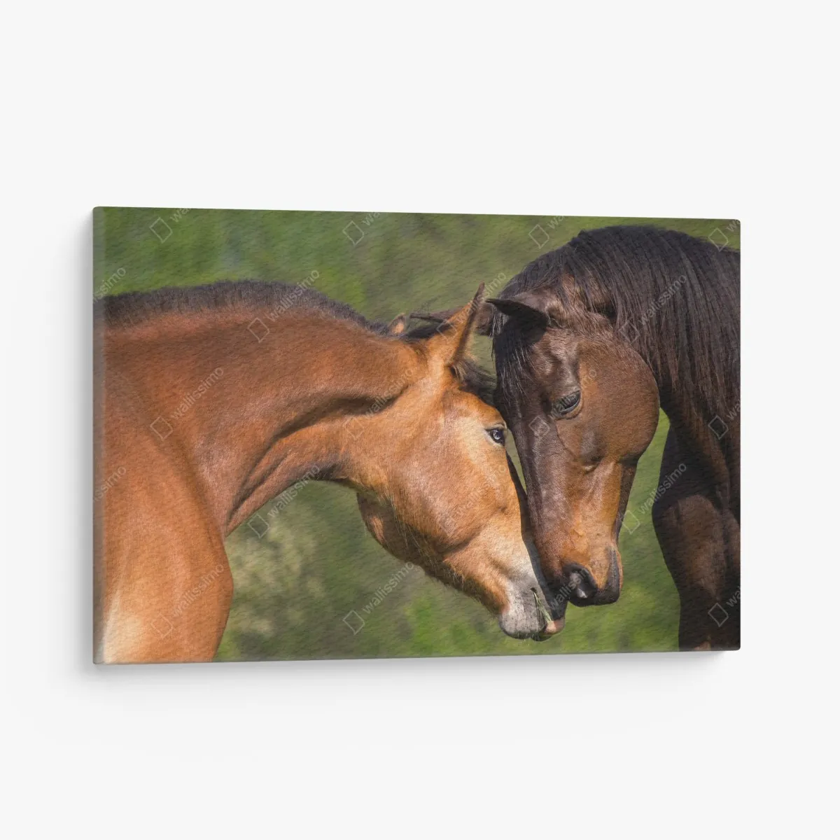 Leinwandbild zärtliche pferdefreundschaft – Wallnifity®