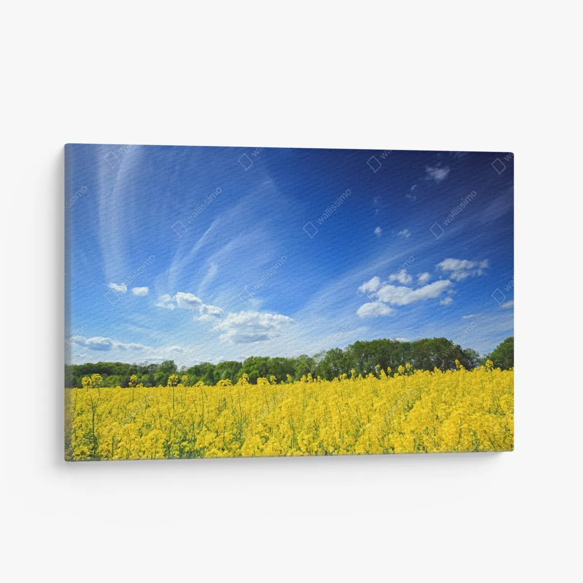 Leinwandbild polnisches rapsfeld unter blauem himmel – Wallnifity®