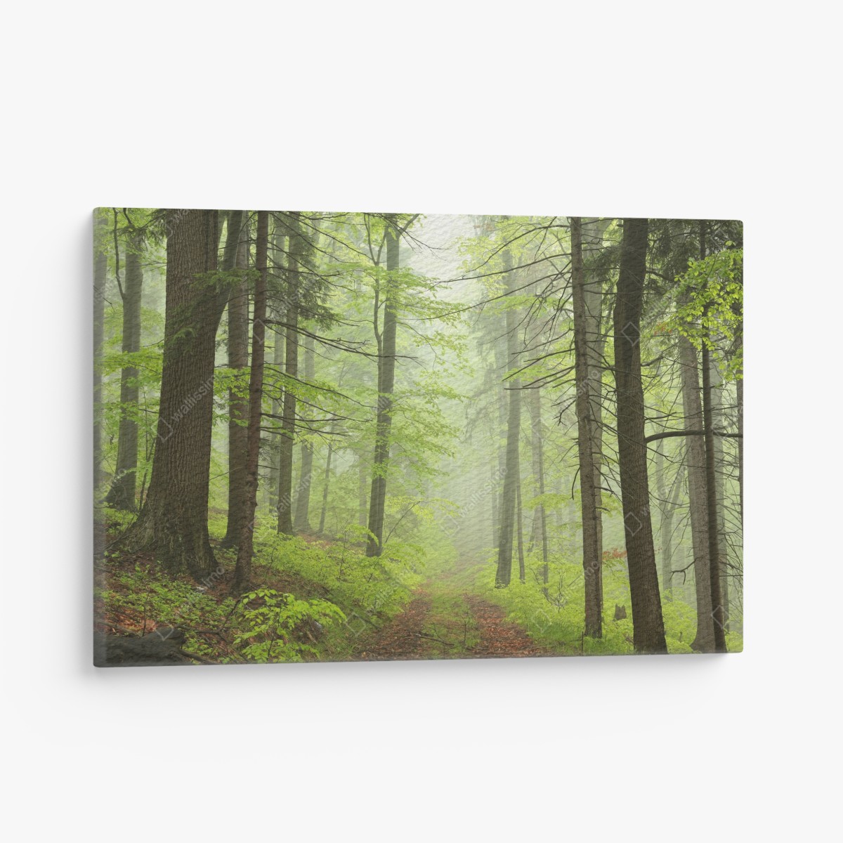 Leinwandbild nebliger grüner waldpfad – Wallnifity®