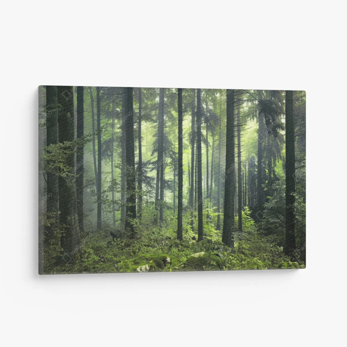 Leinwandbild mystischer grüner frühlingswald – Wallnifity®