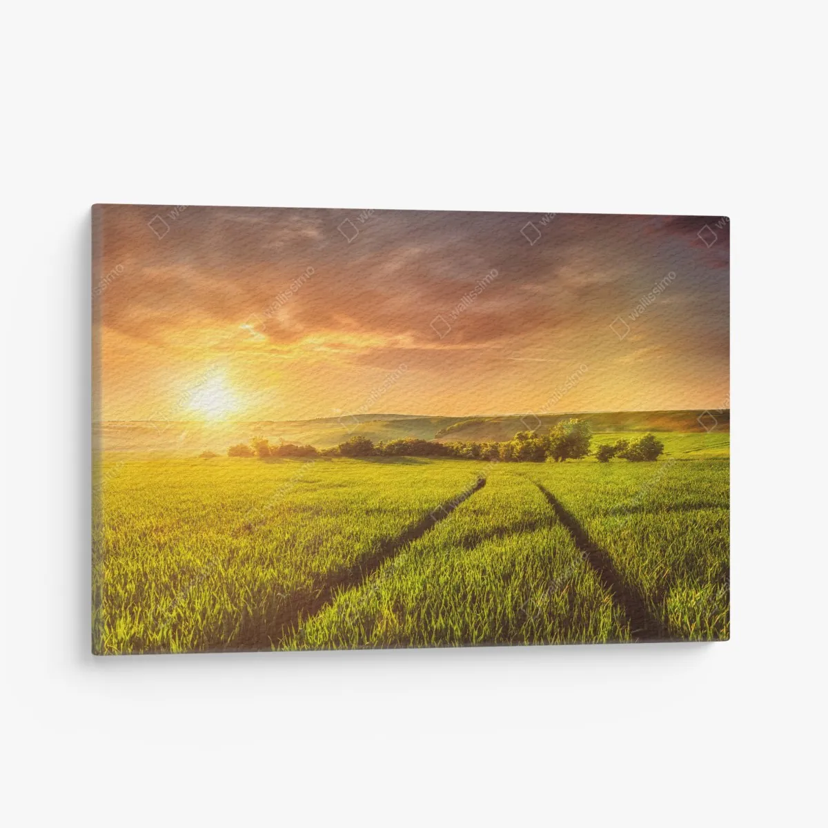 Leinwandbild sonnenbeschienene wiese im abendlicht – Wallnifity®