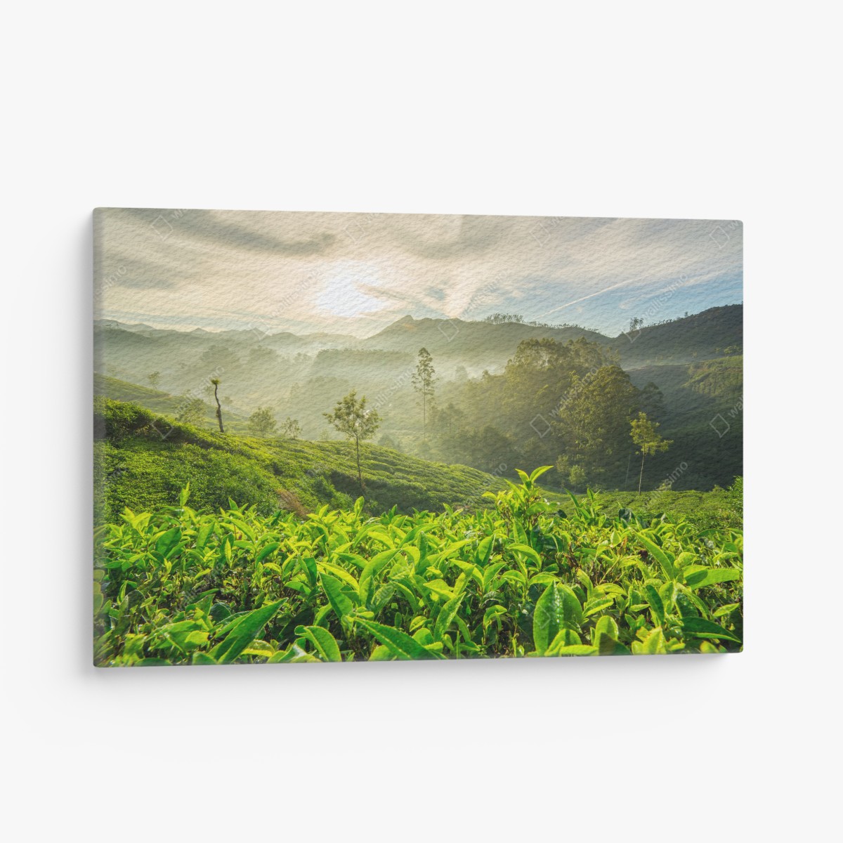 Leinwandbild sonnenaufgang über den teeplantagen von Munnar – Wallnifity®