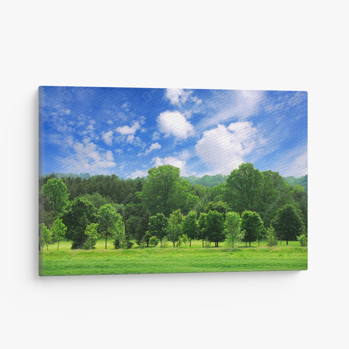 Leinwandbild sommerlicher grüner wald unter blauem himmel – Wallnifity®