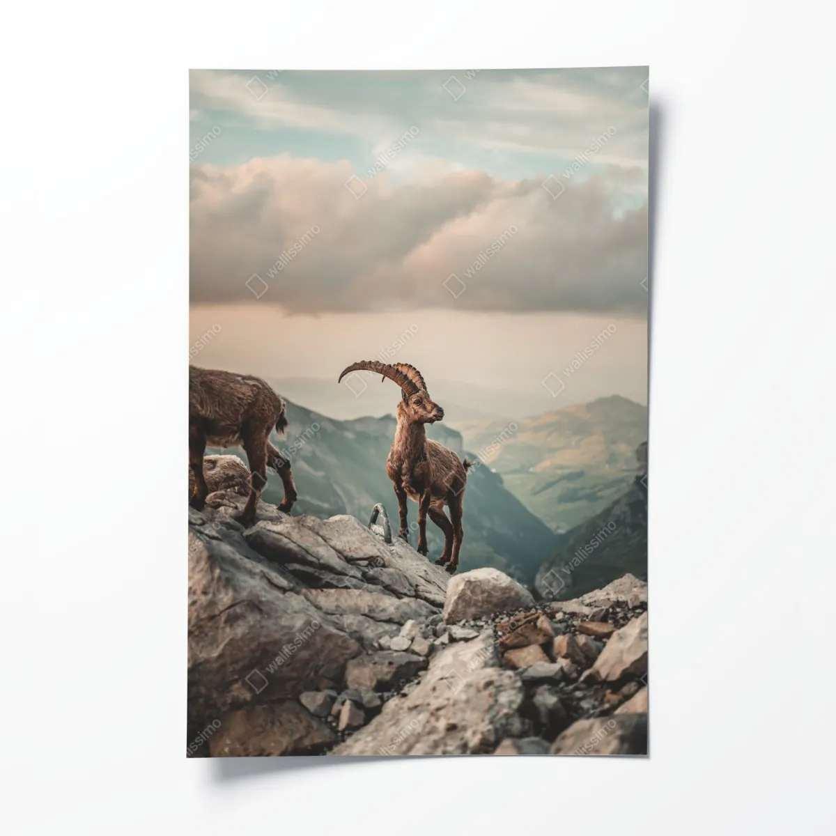 Poster alpensteinbock auf felsigem kamm – Wallnifity®