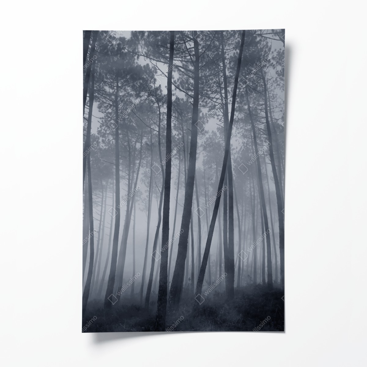 Poster nebliger kiefernwald bei nacht – Wallnifity®