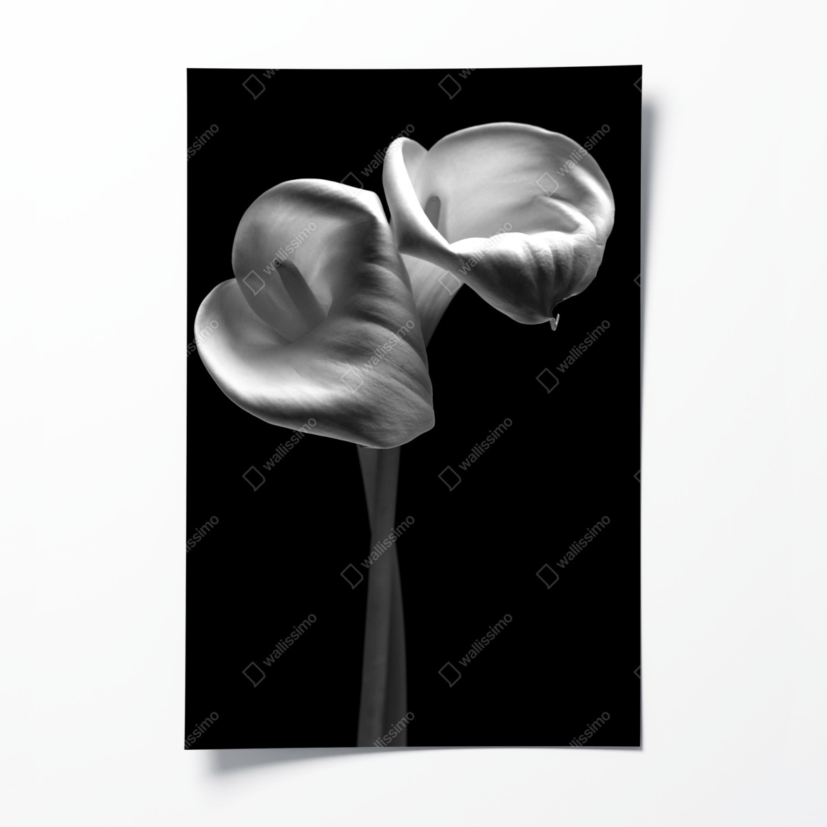 Poster elegante calla-blüten in monochrom – Wallnifity®