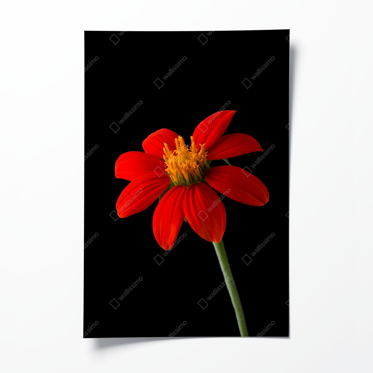 Poster leuchtende mexikanische sonnenblume auf schwarzem hintergrund – Wallnifity®
