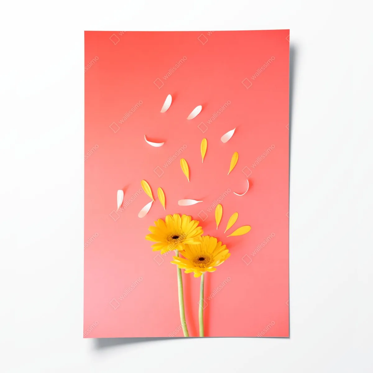 Poster sonnige gelbe gerbera auf korallfarbenem hintergrund – Wallnifity®