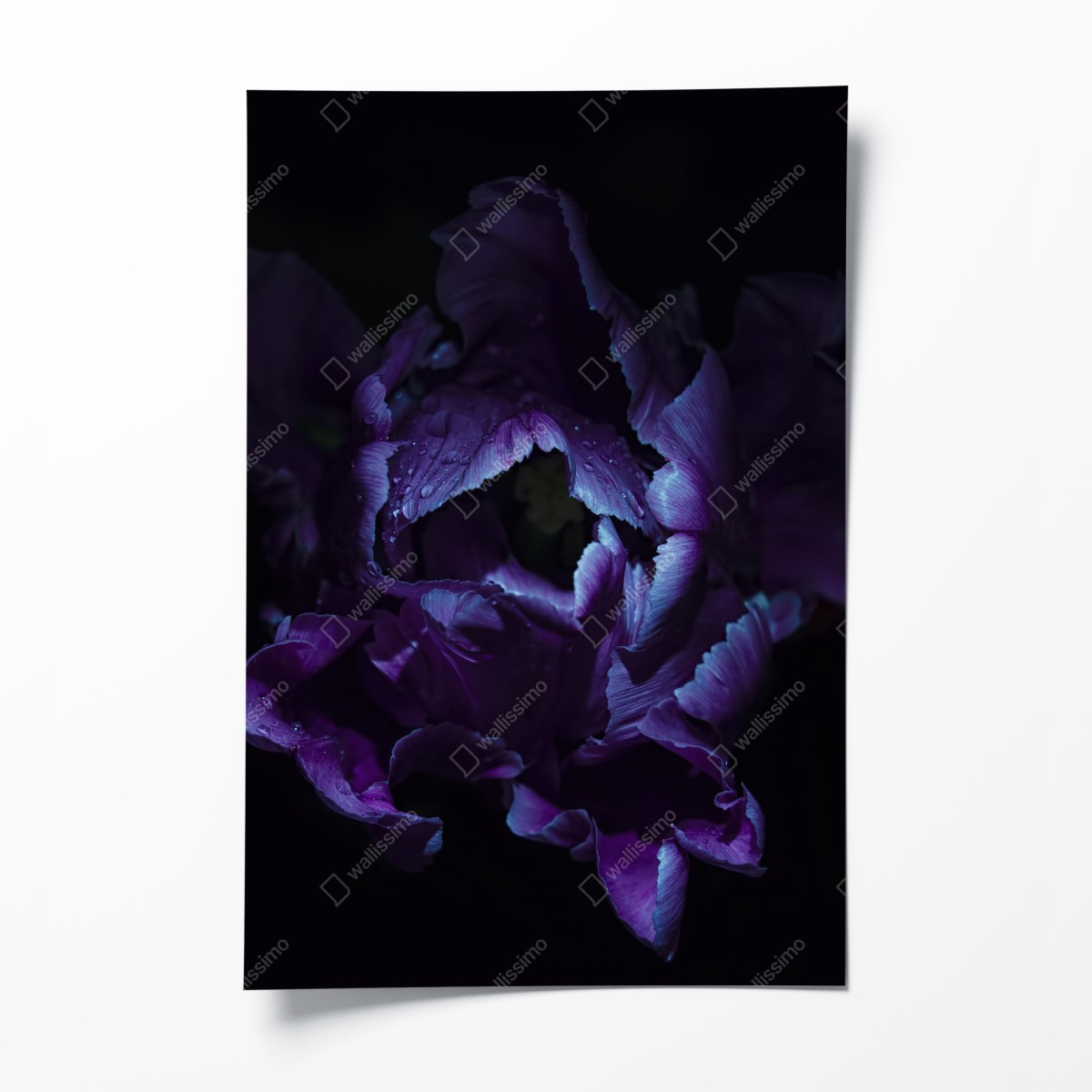 Poster lila tulpe im ultravioletten licht – Wallnifity®