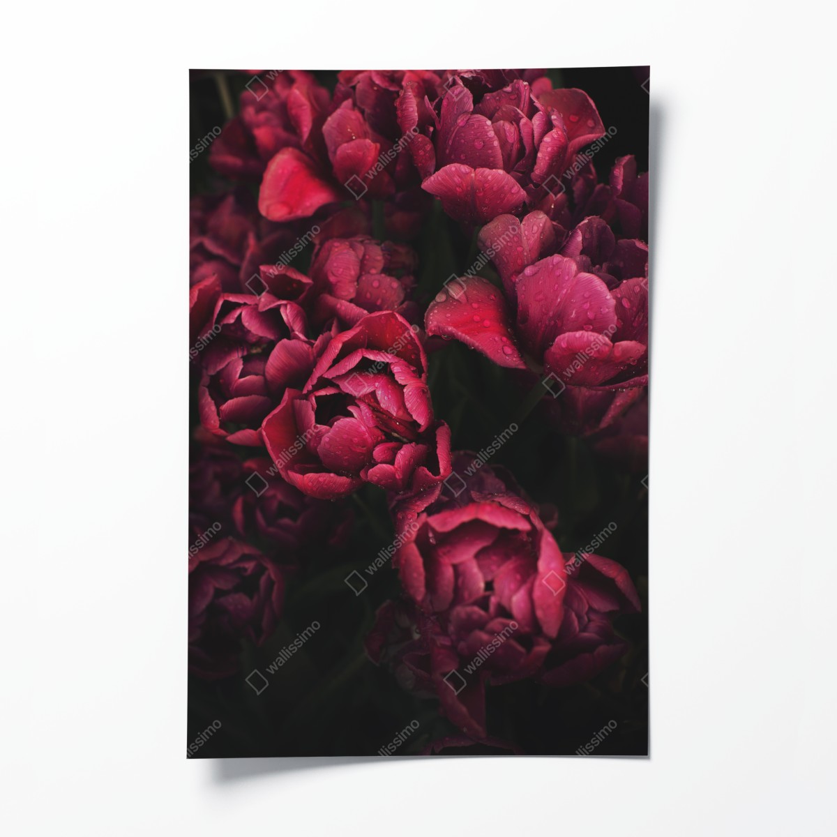 Poster tiefrote blüten mit wassertropfen – Wallnifity®