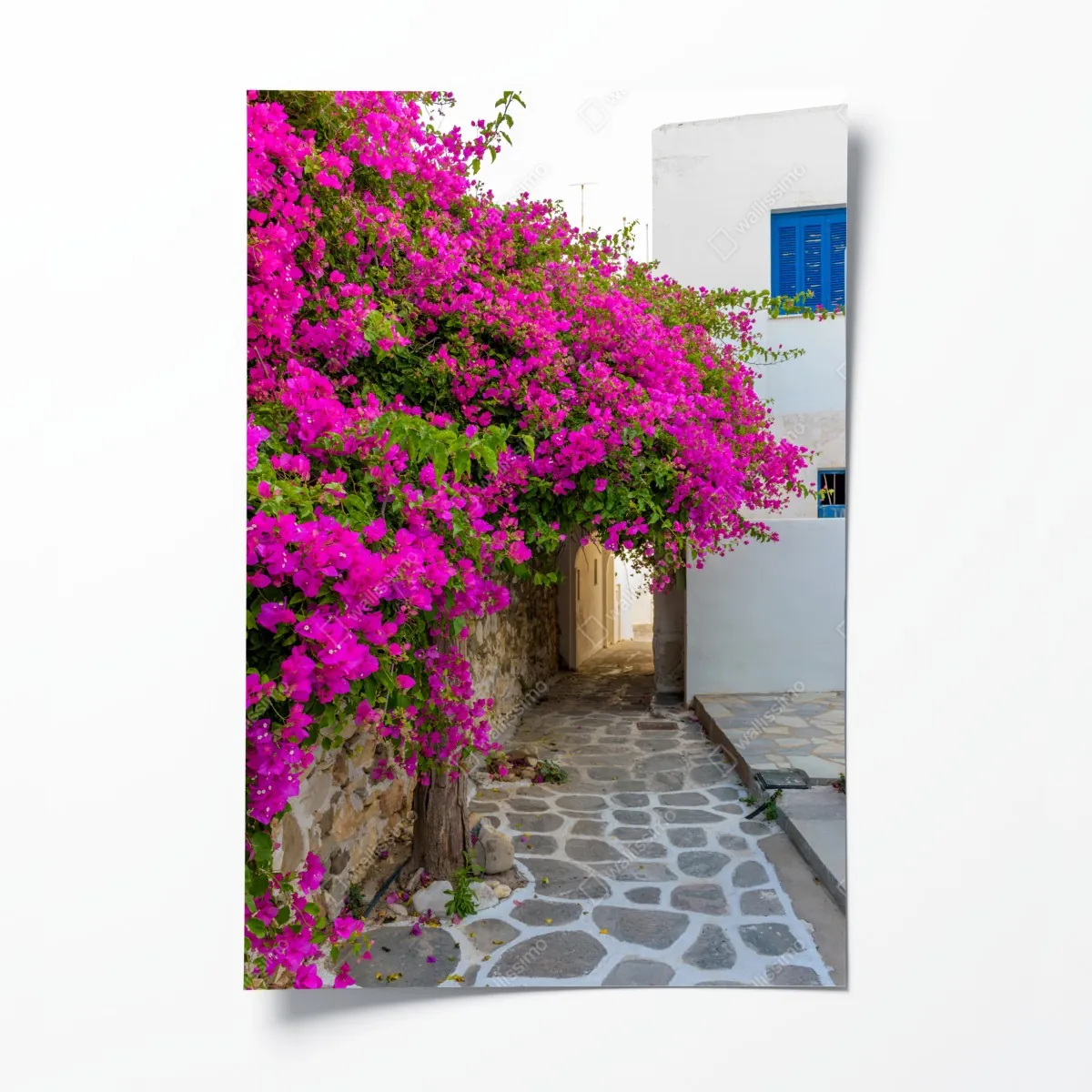 Poster blühende bougainvillea in Naousa gasse – Wallnifity®