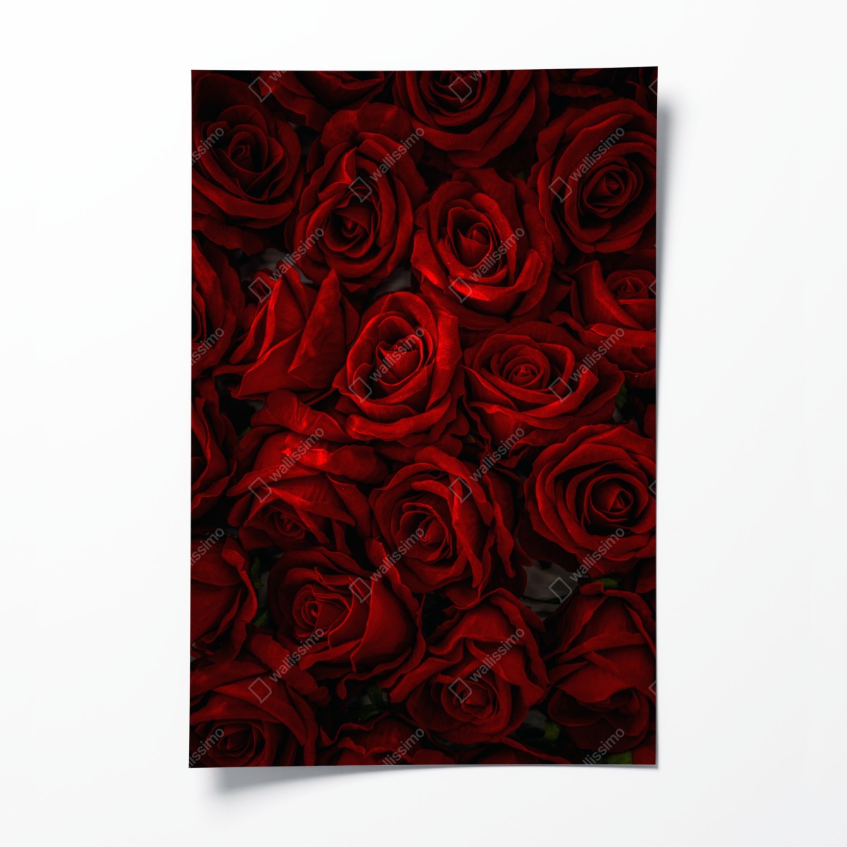 Poster intensive rote rosen nahaufnahme – Wallnifity®
