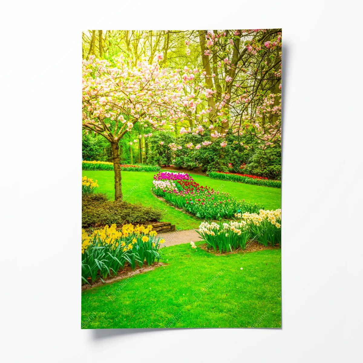 Poster frühlingsgarten in blüte: tulpen und kirschblüten – Wallnifity®