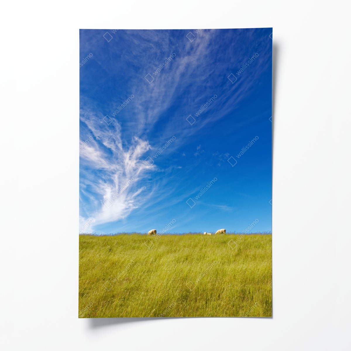 Poster ruhige wiese unter blauem himmel – Wallnifity®