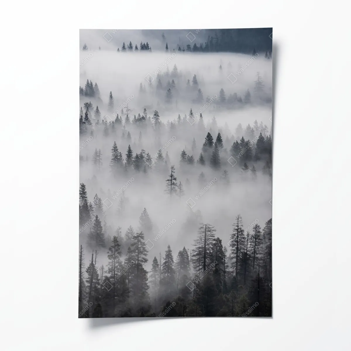 Poster nebeliger kiefernwald – Wallnifity®