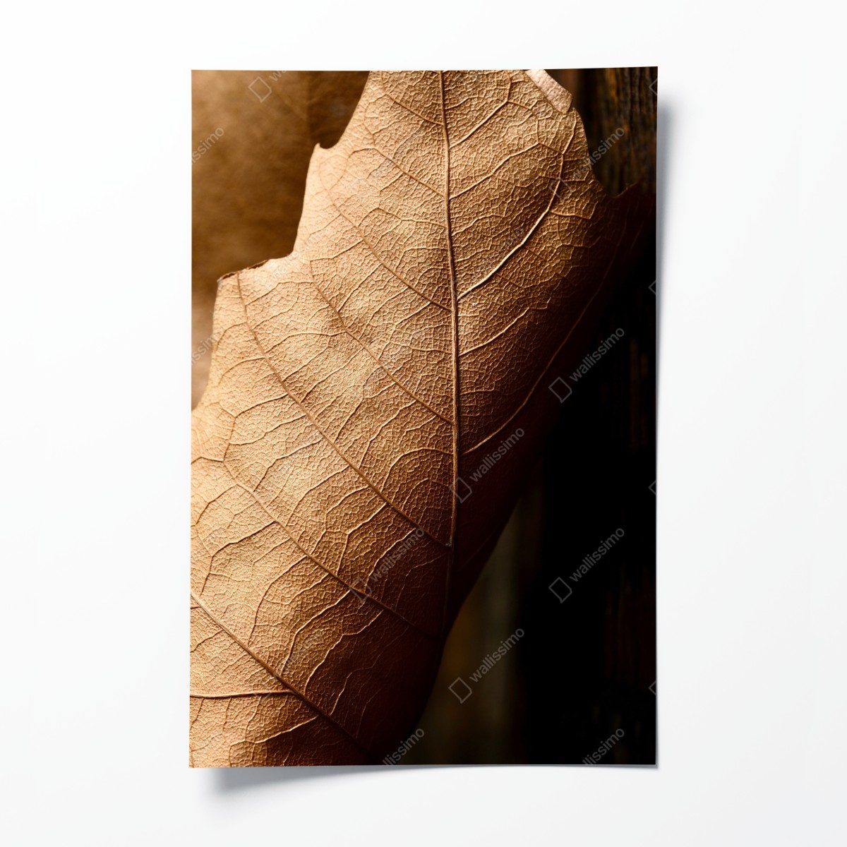 Poster strukturiertes trockenes blatt nahaufnahme – Wallnifity®